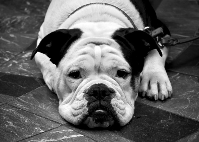 A boxer dog with his chin on the floor