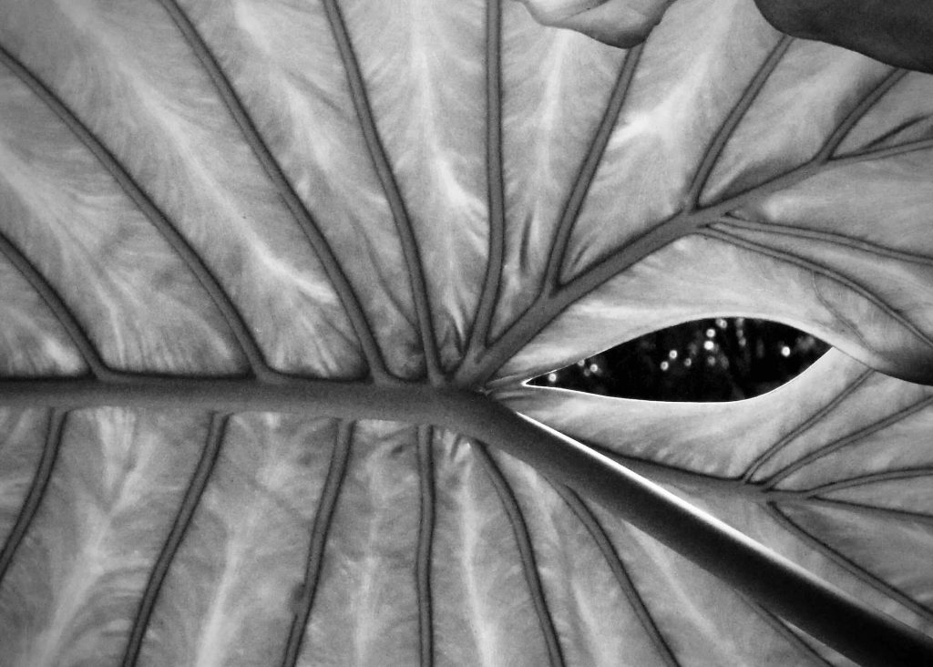 Close-up black-and-white photograph of light passing through the veins of a large leaf.