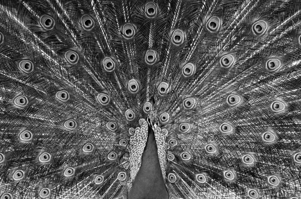 A close up of the open fan of a peacock