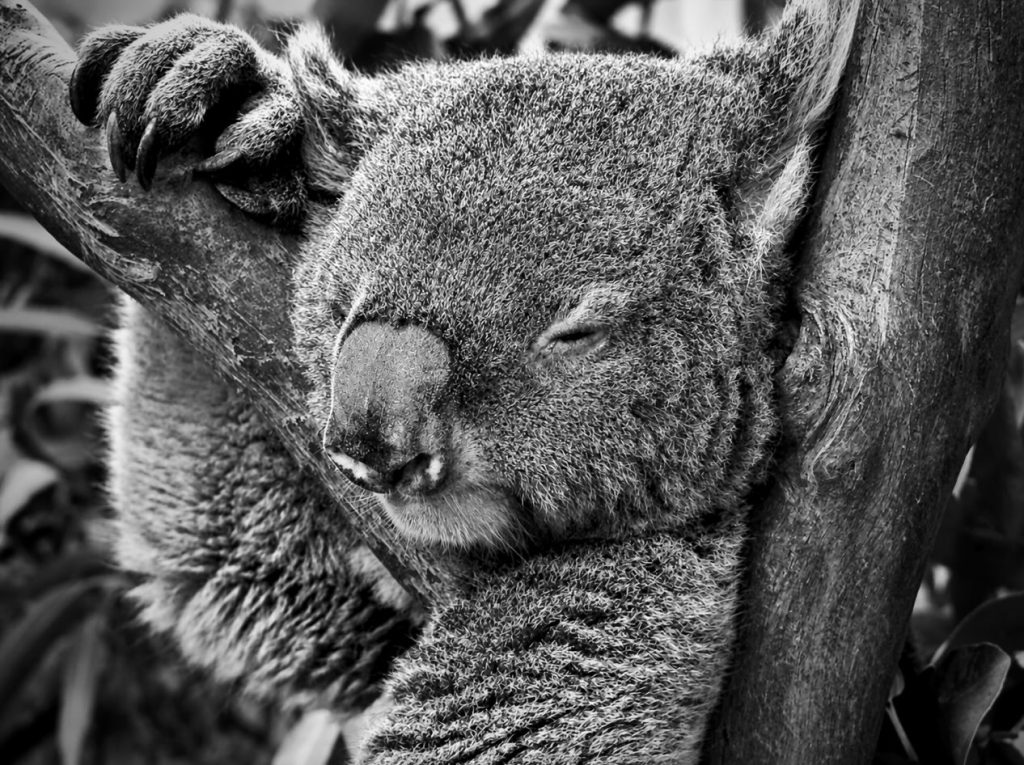 A Koalaa resting in a tree