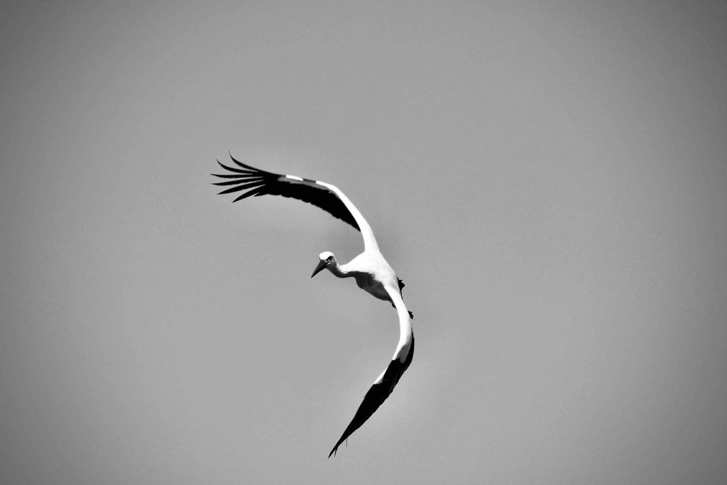 A stork flying high